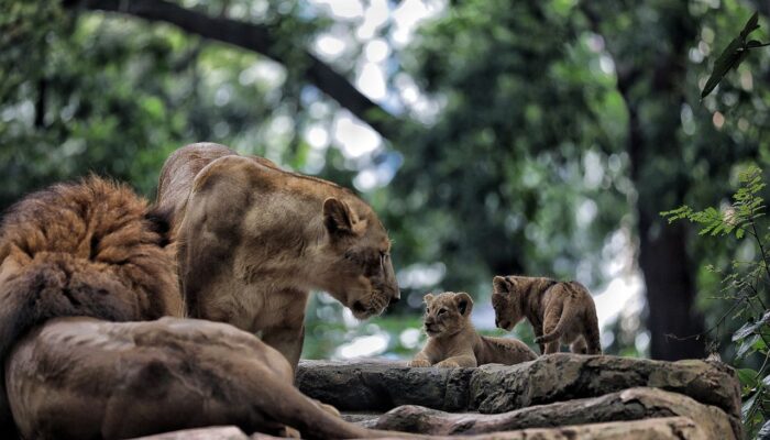 Farhan:Pastikan Kebun Binatang Belum Bisa Dibuka Pasca-Lebaran