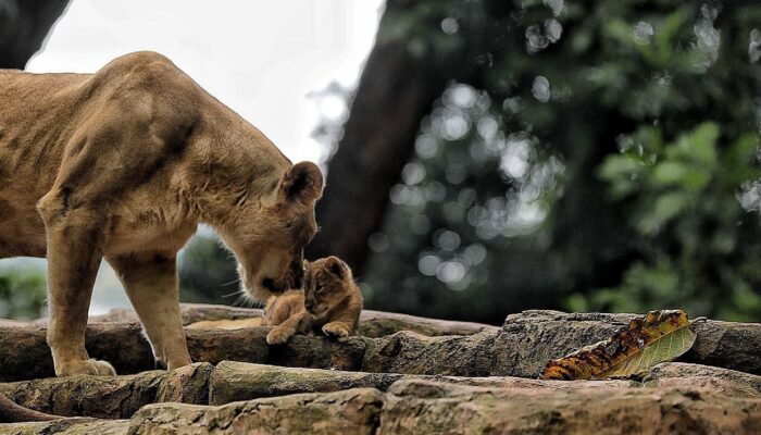 Pemerintah Kota Bandung Pastikan Kebun Binatang Belum Beroperasi, Masih Tahap Penataan Aset
