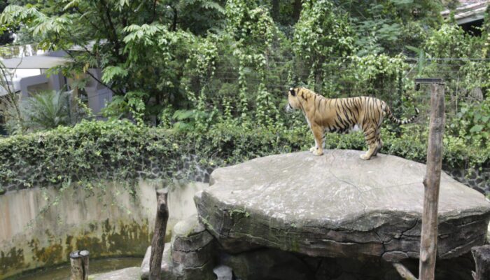 Pemkot Evaluasi Tata Kelola Kebun Binatang Bandung