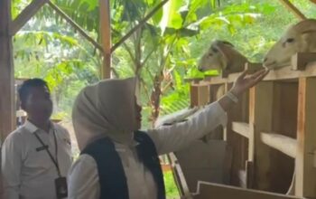 Camat Cisarua Sumedang Monitoring Program Ketahanan Pangan melalui Budidaya Domba