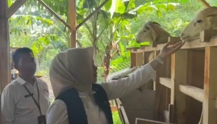 Camat Cisarua Sumedang Monitoring Program Ketahanan Pangan melalui Budidaya Domba