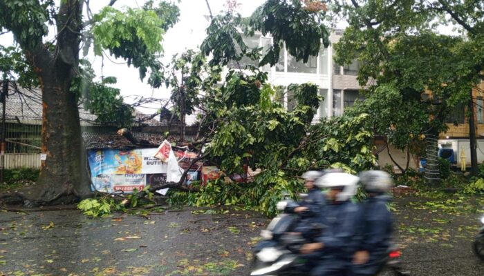 Dago Hingga Pasteur Terdampak, Puluhan Pohon Tumbang  Akibat Cuaca Ekstrem