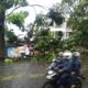 Dago Hingga Pasteur Terdampak, Puluhan Pohon Tumbang  Akibat Cuaca Ekstrem