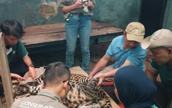 Hasil Pemeriksaan Pastikan Gajah dan Macan Tutul di Bandung Zoo Sehat Walafiat