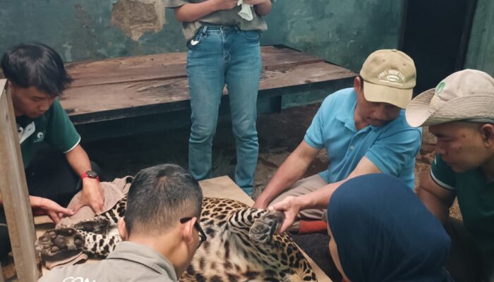 Hasil Pemeriksaan Pastikan Gajah dan Macan Tutul di Bandung Zoo Sehat Walafiat