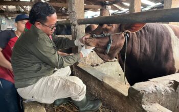 Pastikan Daging Kurban Aman dan Halal, DKPP Kota Bandung Terjunkan 184 Petugas dan Siapkan Kader Juleha