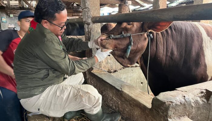 Pastikan Daging Kurban Aman dan Halal, DKPP Kota Bandung Terjunkan 184 Petugas dan Siapkan Kader Juleha