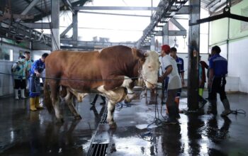 Siap-siap Iduladha 2026, DKPP Bandung Perketat Masuknya Hewan Ternak dari Luar Daerah