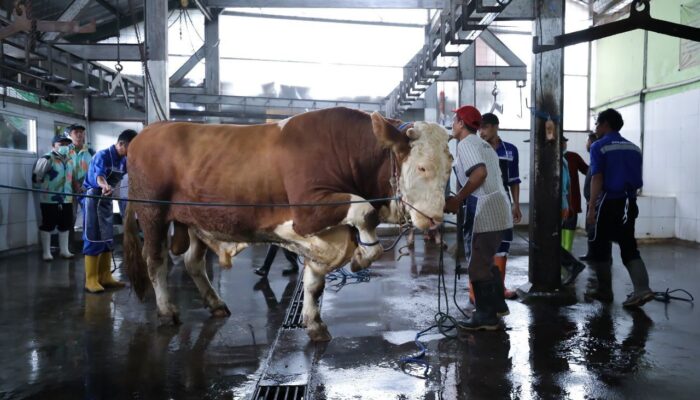 Siap-siap Iduladha 2026, DKPP Bandung Perketat Masuknya Hewan Ternak dari Luar Daerah
