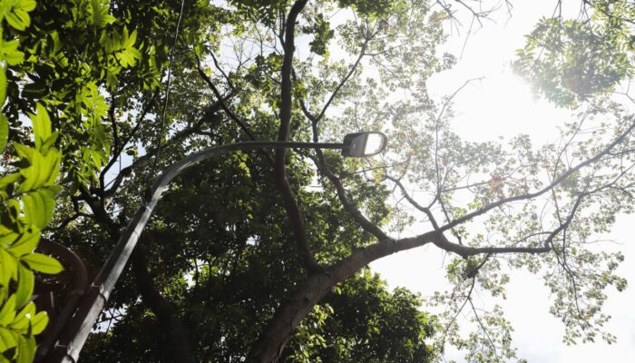 Sinergi Pemkot Bandung dan Pemprov Jabar: Pohon di Jalan Provinsi Tak Boleh Asal Tebang
