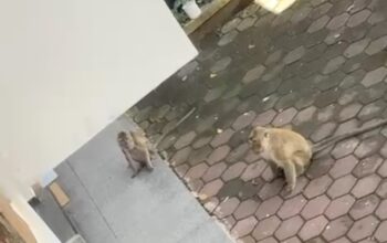 Teror Monyet di Salawu: Masuk Rumah Hingga Rusak Perabotan, Warga Hanya Bisa Pasrah