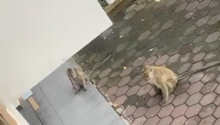 Teror Monyet di Salawu: Masuk Rumah Hingga Rusak Perabotan, Warga Hanya Bisa Pasrah