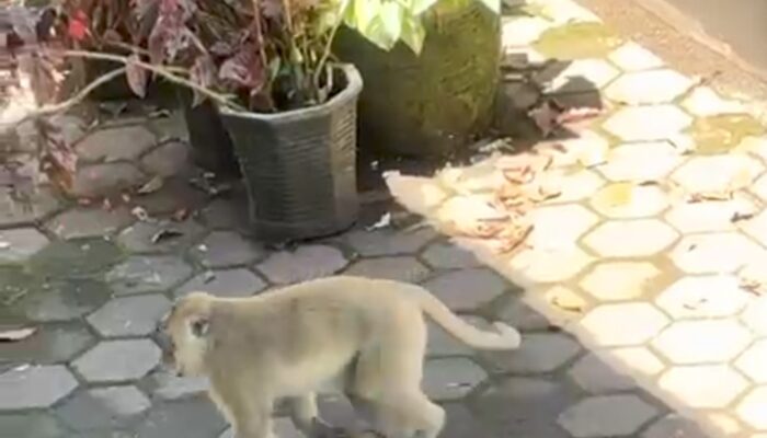 Bukan dari Hutan Lebat, Warga Legokkadu Heran Munculnya Gerombolan Monyet Besar yang Kian Resahkan