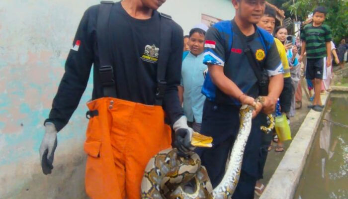 Warga Mangunreja Tasikmalaya Geger, Ular Sanca 2 Meter Satroni Kandang Ayam