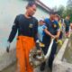 Warga Mangunreja Tasikmalaya Geger, Ular Sanca 2 Meter Satroni Kandang Ayam