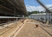 Japfa dan Fapet UGM Kembangkan Model Farm Ayam Petelur Umbaran