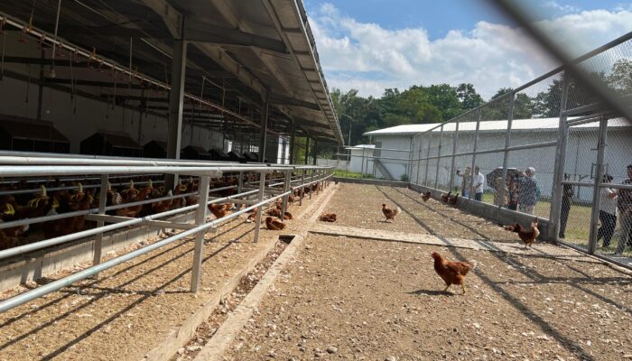 Japfa dan Fapet UGM Kembangkan Model Farm Ayam Petelur Umbaran