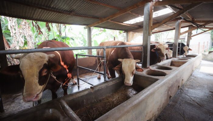​6 Tahun Berturut-turut, Sapi Jumbo Peternak Milenial Kota Bandung Kembali Dipilih Jadi Kurban Presiden