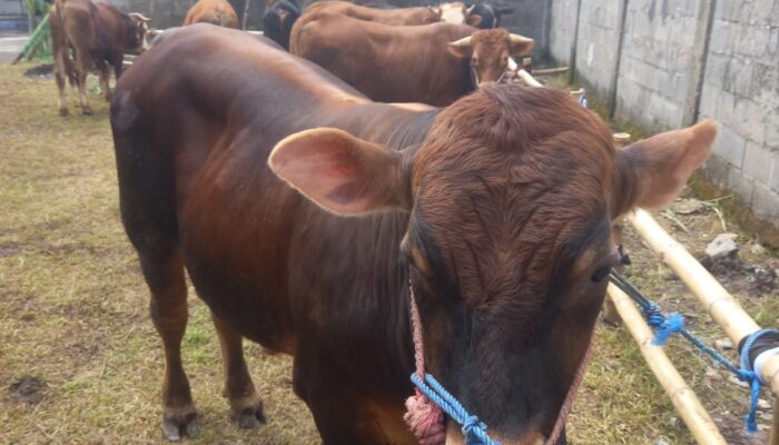 Iduladha 1447 H: BAZNAS Jabar Distribusikan 15 Sapi dan 23 Domba Kurban ke Berbagai Wilayah Jawa Barat