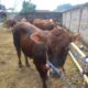 Iduladha 1447 H: BAZNAS Jabar Distribusikan 15 Sapi dan 23 Domba Kurban ke Berbagai Wilayah Jawa Barat