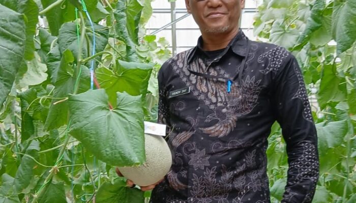 Siswa SMK PK Nurussalam Salopa Berhasil Budidaya Melon “The Blues”, Siap Panen