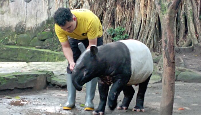 Polemik Bandung Zoo: Antara Audisi Pemkot dan Opsi Pengelolaan BUMD Jabar