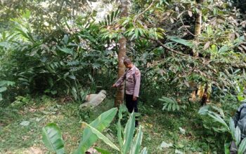 Bandar Durian Asal Sukaraja Ditemukan Tewas di Bawah Pohon Durian di Salopa