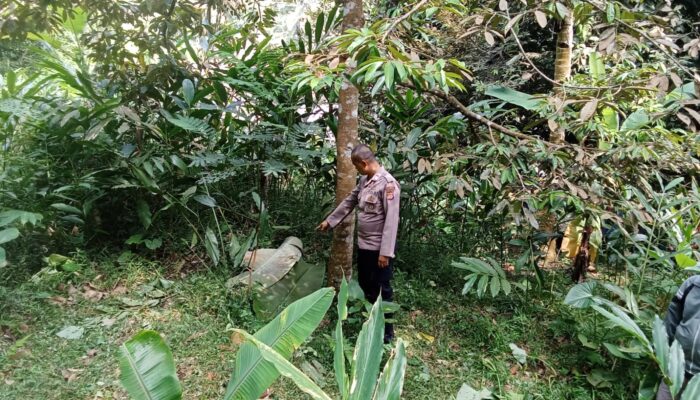 Bandar Durian Asal Sukaraja Ditemukan Tewas di Bawah Pohon Durian di Salopa