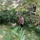 Bandar Durian Asal Sukaraja Ditemukan Tewas di Bawah Pohon Durian di Salopa