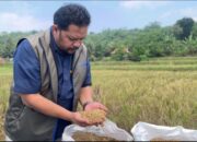 Serapan Beras Lampaui 491 Ribu Ton, Bulog Jabar Jamin Stok Pangan Nasional Aman