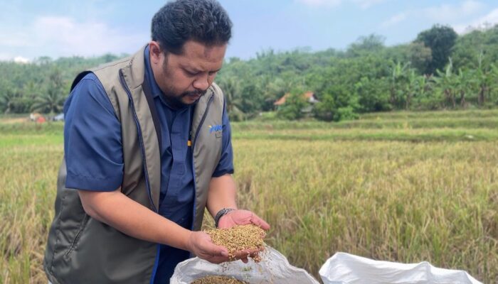 Serapan Beras Lampaui 491 Ribu Ton, Bulog Jabar Jamin Stok Pangan Nasional Aman