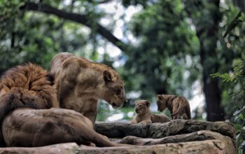 Fauna Land Kantongi Skor Tertinggi Lelang Kebun Binatang Bandung