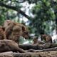 Fauna Land Kantongi Skor Tertinggi Lelang Kebun Binatang Bandung