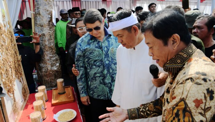 Dukung Kemandirian Pangan, KDM Dorong Indramayu Jadi Lumbung Kedelai Nasional