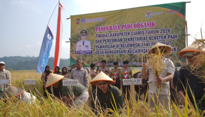Panen Raya Klaster Padi Pamarican, Petani Juga Belajar Budidaya Tahan Iklim