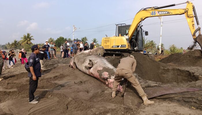 Warga Laporkan Hiu Paus Mati di Batu Karas, Tim PSDKP Bergerak Cepat