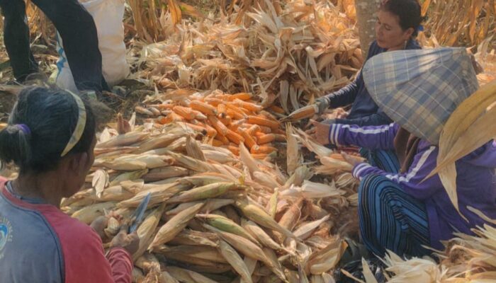Sawah Mangkrak Jadi Berkah, Kades Tenjonagara Sukses Sulap Lahan Kering Jadi Kebun Jagung