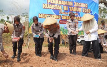 Terus Dukung Ketahanan Pangan, Polres Tasikmalaya Tanam Jagung Lagi 5 Hektare
