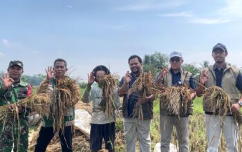 Target Pengadaan Beras 2026 Tembus 100 Persen, BULOG Jabar Tegaskan Tetap Serap Hasil Panen Petani